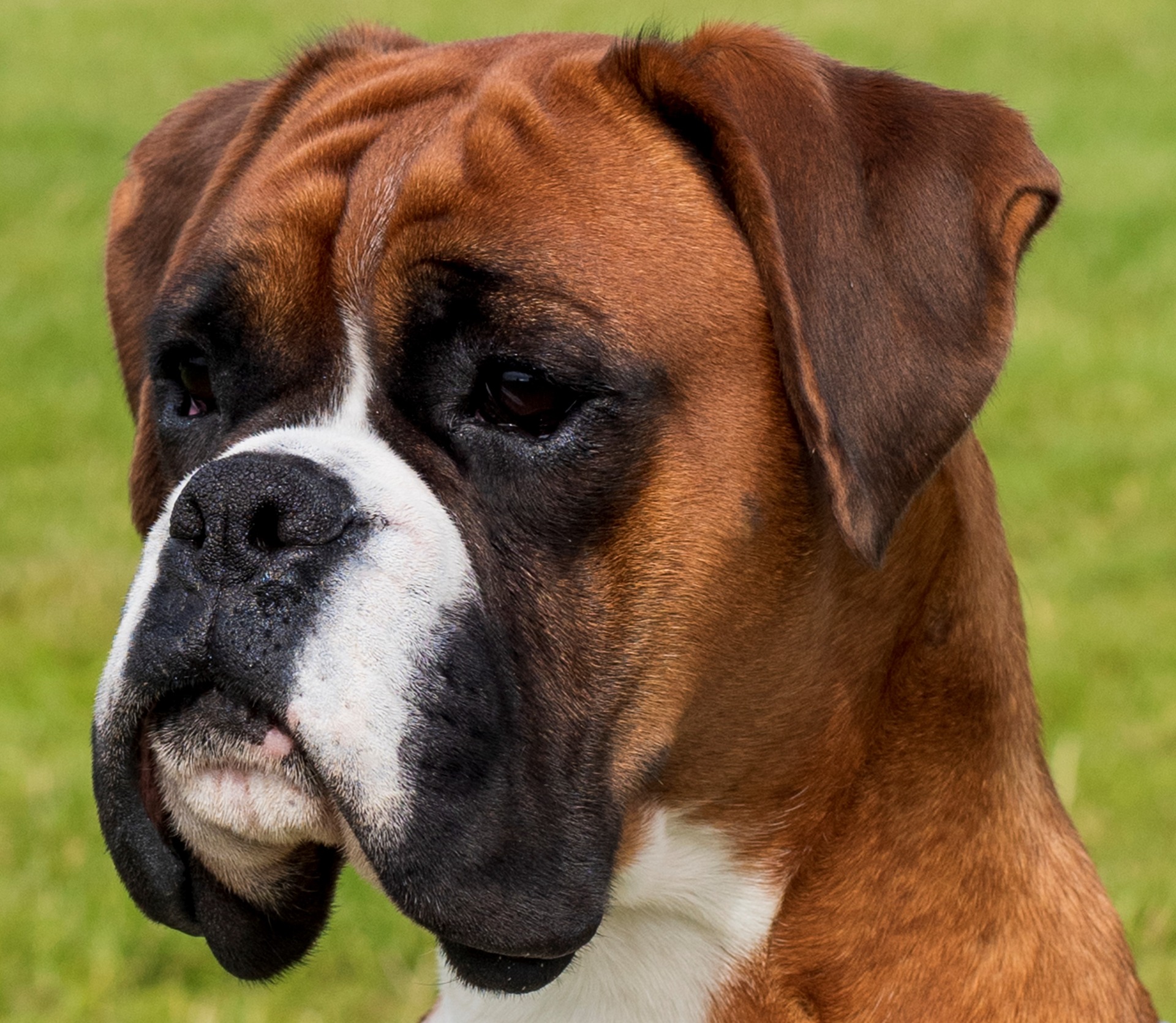 CH Lottalove for Norwilbeck Bellchime (Rudi) Heart Tested 1